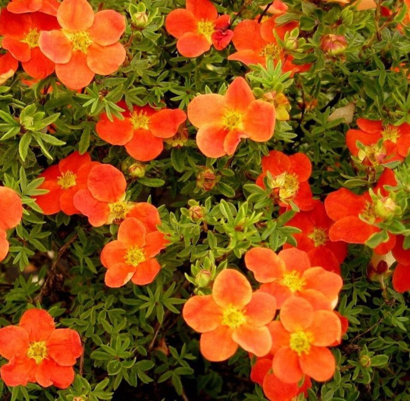 Potentilla f. 'Red Ace' - 20-30 CM bare root 0/2